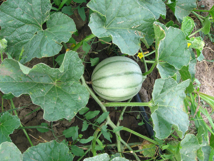 IMG_1630; cantalup
