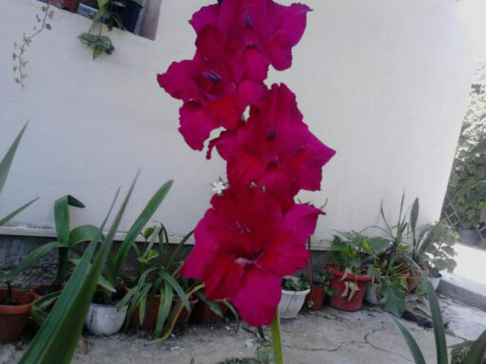 1373800197344 - gladiole