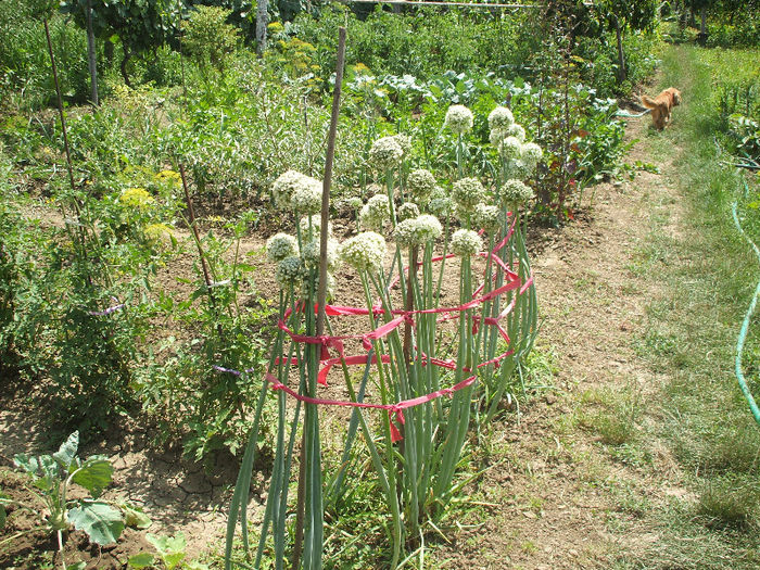 DSCF8973 - GRADINA 2013