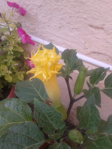  - brugmansia