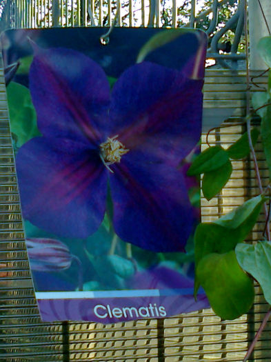 Fotografie0075 - Clematite