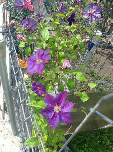 Fotografie0427 - Clematite