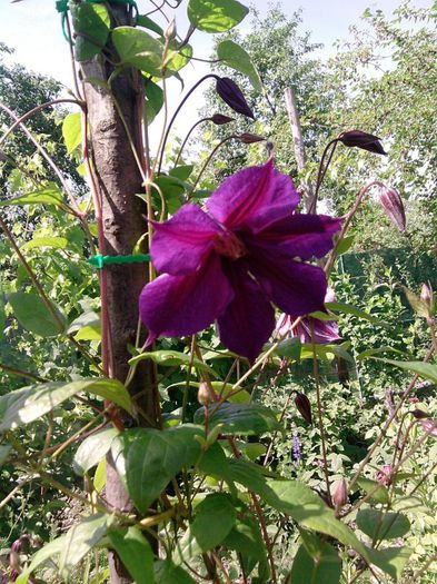 clematis (2)