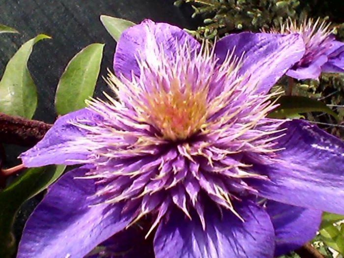 clematis (8) - 2013