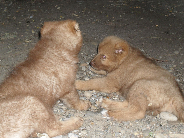 SASHA & AKITA 2 LUNI