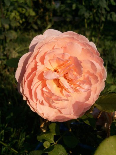 Photo1815 - Abraham Darby