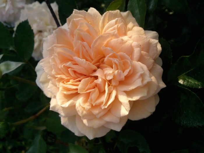Photo1821 - Garden of roses