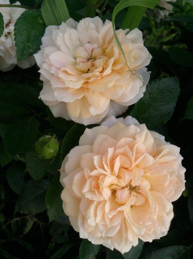 Photo1822 - Garden of roses