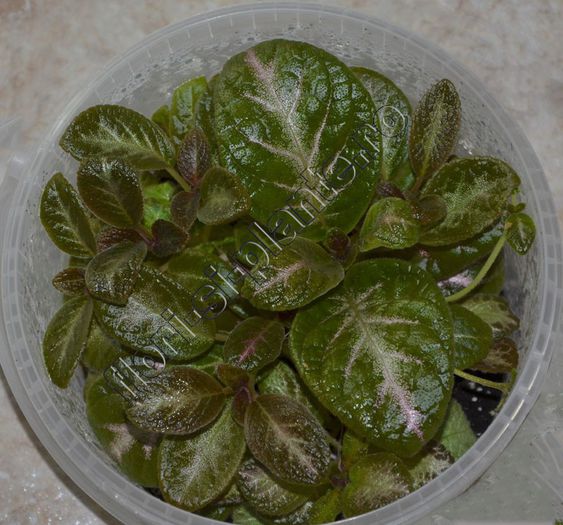 Episcia mix