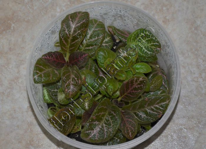 Episcia mix