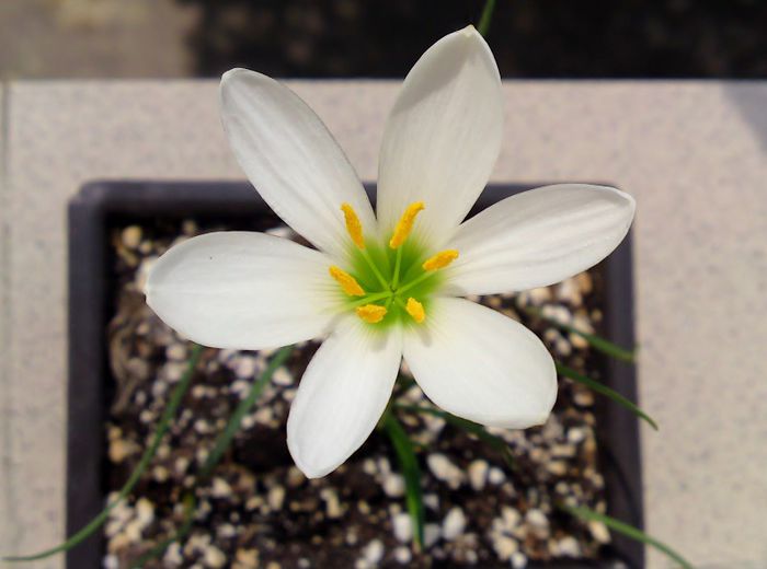 Zephyranthes candida - x Alte flori