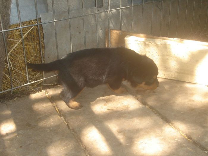  - rottweiler
