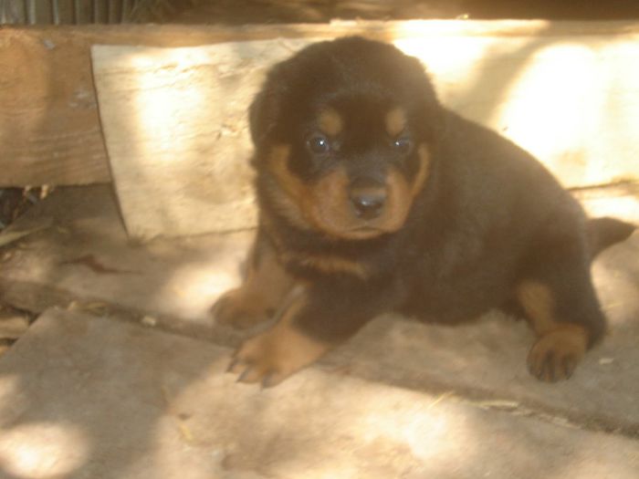 - rottweiler