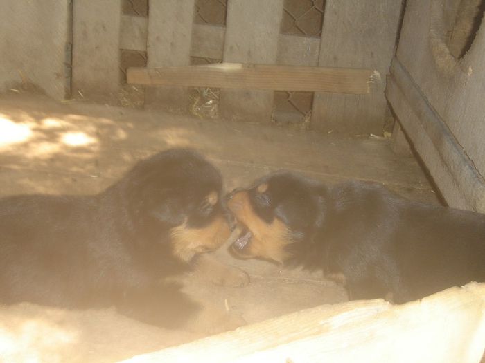 agresivi de mici - rottweiler