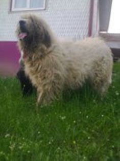 BERTA DE RAU ALB BUNICA LUI ARCAN