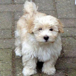 bichon-havanez_82 - z-Bichon Havanese