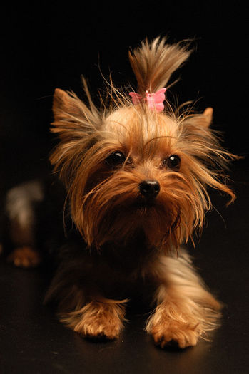 Yorkshire_Terrier_Apple - z-Terrier Yorkshire