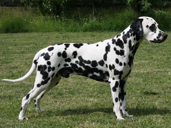 nice_strong_male_dalmatian - z-Dalmatian