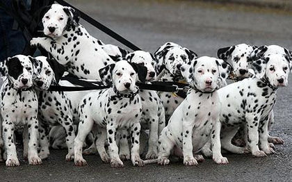 dalmatian_puppies_1365555c - z-Dalmatian