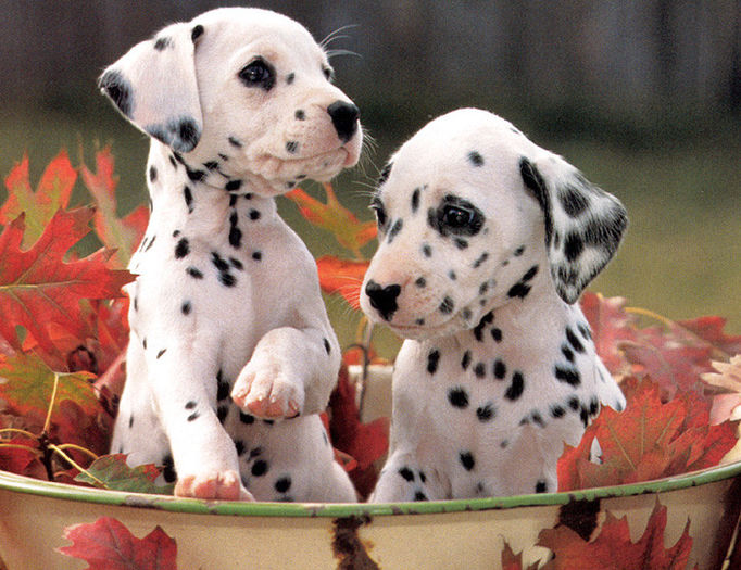 Dalmatian-puppies - z-Dalmatian