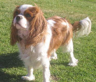 CavalierKingCharlesSpanielDaphne - z-Spaniel Cavaler King Charles