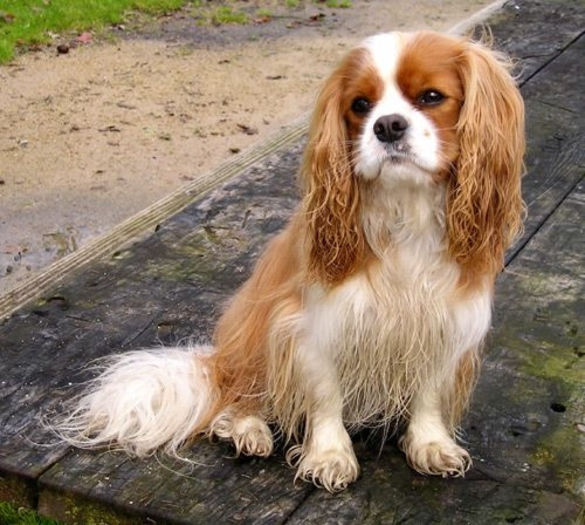 Un-King-Charles-Spaniel-este-usor-de-dresat-si-raspunde-la-metodele-blande-de-educare - z-Spaniel Cavaler King Charles