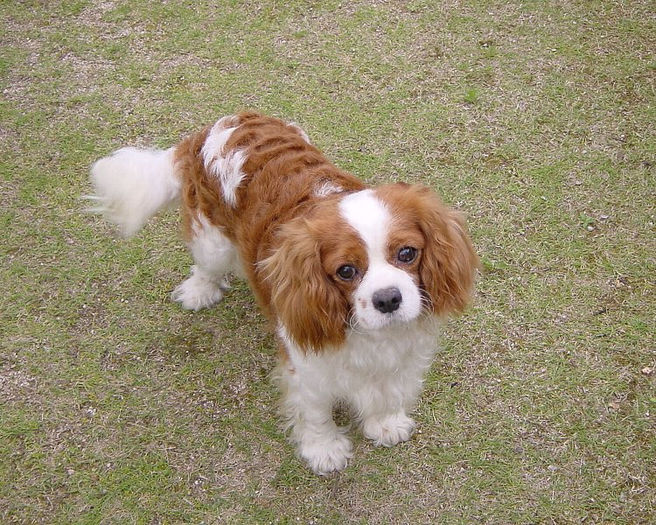 Cavalier-king-charles-spaniels - z-Spaniel Cavaler King Charles