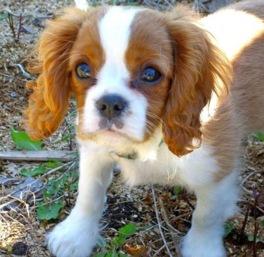 Cavalier-King-Charles-Spaniel-ul-se-impaca-bine-cu-copii-strainii-si-alti-caini - z-Spaniel Cavaler King Charles