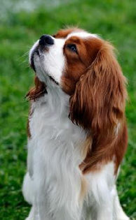 Cavalier-King-Charles-Spaniel-Breeders - z-Spaniel Cavaler King Charles