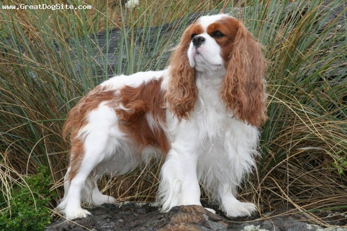 Cavalier King Charles Spaniel-3 years-Blenheim-1197852178 - z-Spaniel Cavaler King Charles