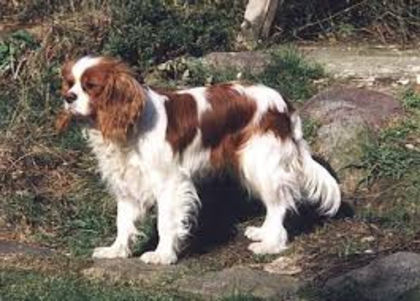 image - z-Spaniel Cavaler King Charles