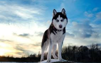 images - z-Husky