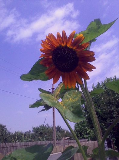 Picture 138 - flori de gradina 2013