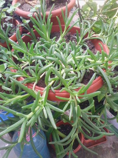 primita de ziua mea de la d-na ileanap multumesc