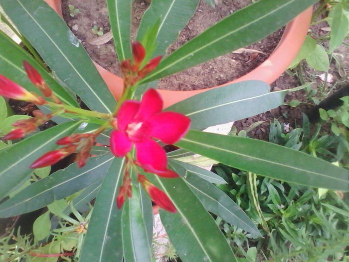 leandru rosu multumesc d-na ileana