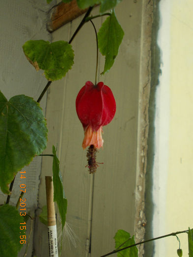 15 iulie 2013-flori 057