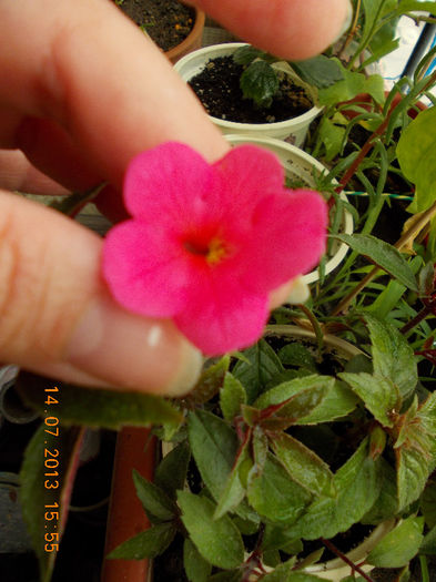 15 iulie 2013-flori 045 - achimenes