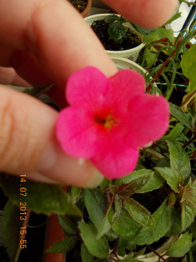 orange delight-pare a fi roz... - achimenes