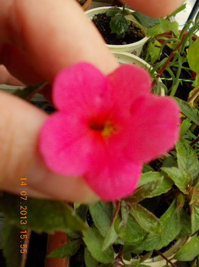15 iulie 2013-flori 047 - achimenes