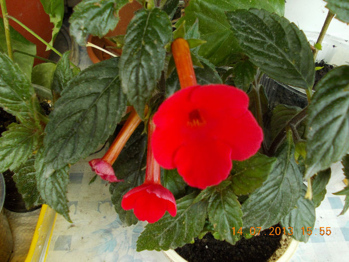 15 iulie 2013-flori 048 - achimenes