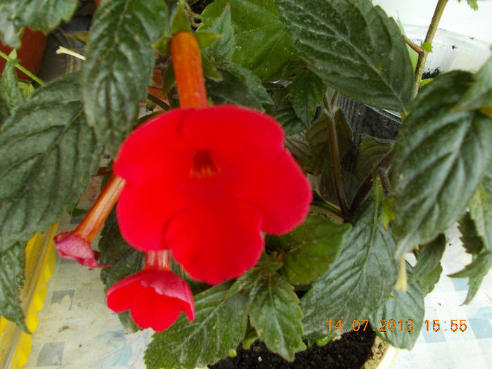 orange delight - achimenes