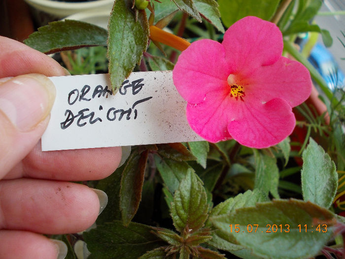 15 iulie 2013-flori 160 - achimenes