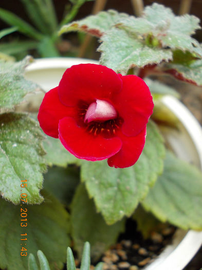 15 iulie 2013-flori 162 - achimenes