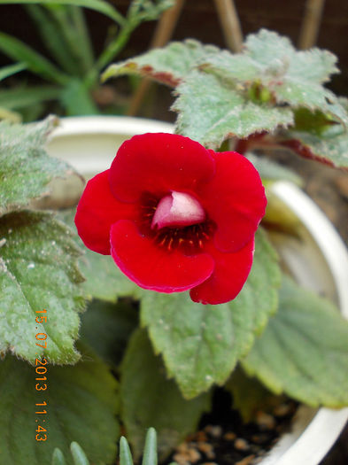 15 iulie 2013-flori 164 - achimenes