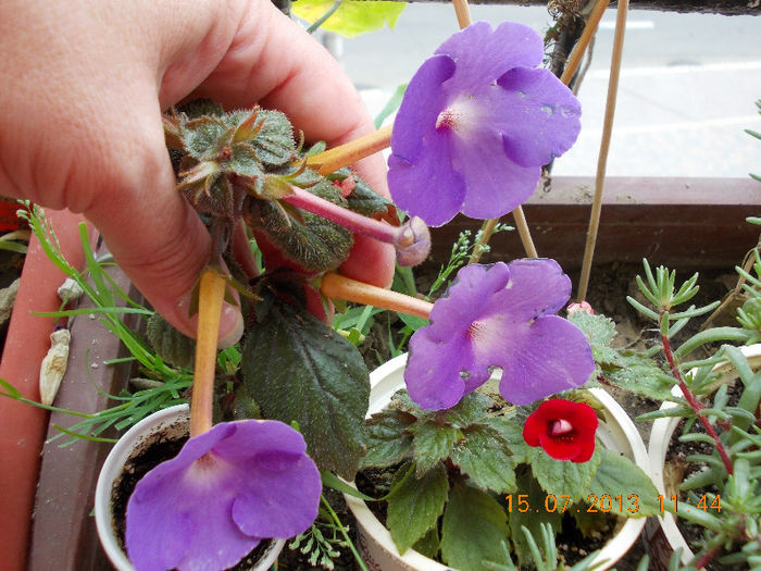 comparatie ca marime... - achimenes
