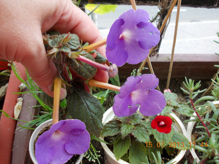 15 iulie 2013-flori 167 - achimenes