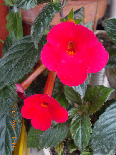 15 iulie 2013-flori 168 - achimenes