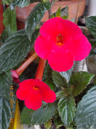 orange delight - achimenes