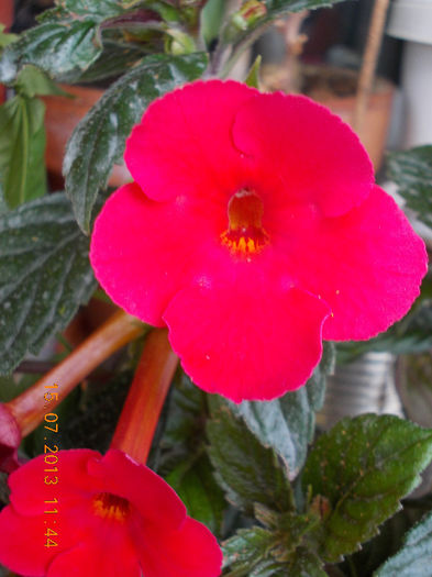 15 iulie 2013-flori 170 - achimenes