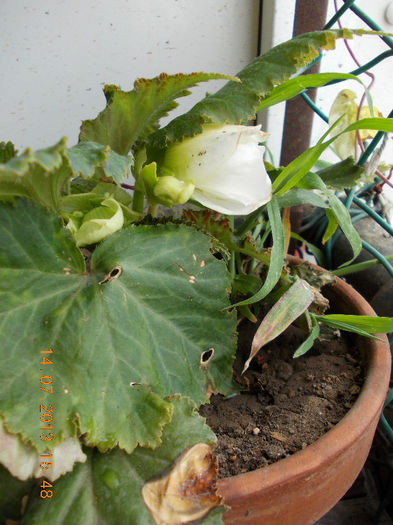 15 iulie 2013-flori 008